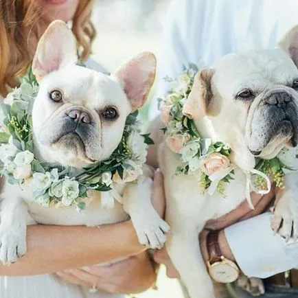 5 moduri de a imbraca animalele de companie pentru o nunta