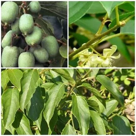 Actinidia samoplodnye - plantare, îngrijire, în special, casa lui în localitate