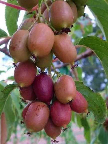 Actinidia - soiuri, cultivarea, creșterea