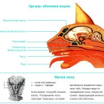 Анатомия и физиология на очите на котката