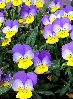 Árvácskák (Viola) reprodukciója egy virág - a természet a minket körülvevő, informatív tények állatok