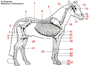 Анатомия на структура скелет на кон, черепа и муцуната, характерни за различните части на тялото