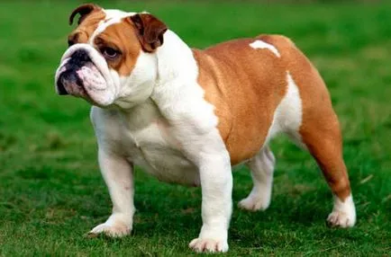 engleză Bulldog