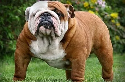 engleză Bulldog