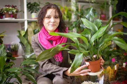 de îngrijire la domiciliu, aspidistra fotografii, specii