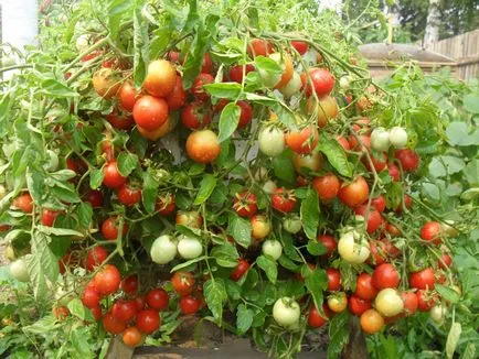 ampelnye домати