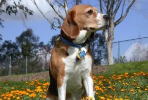 Harer Beagle descriere rasa, caracteristici, fotografii, totul despre câini