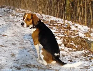 Harer Beagle descriere rasa, caracteristici, fotografii, totul despre câini