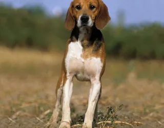 Harer Beagle descriere rasa, caracteristici, fotografii, totul despre câini