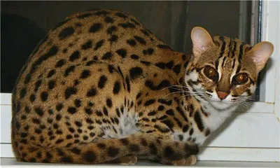 Bengáli macska fajta története - fajta macskák