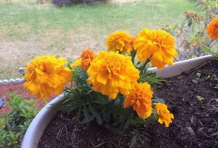 Tagetes (körömvirág) ültetés és gondozás a nyílt terepen, különösen a növekedés