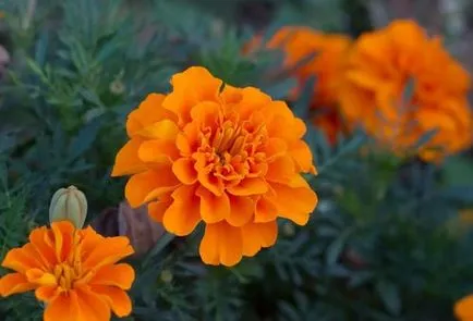 Tagetes (körömvirág) ültetés és gondozás a nyílt terepen, különösen a növekedés