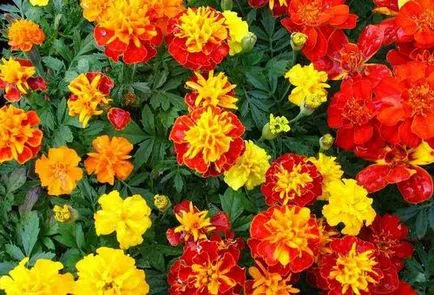 Tagetes (Marigolds) de plantare și îngrijire în câmp deschis, în creștere în special