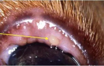 Blepharitis egy kutya - fotó kezelés előtt és után