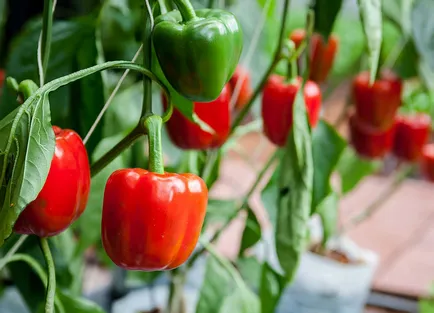 Üzleti ötlet paprika növekszik az üvegházhatás, hogyan kell megszervezni egy üzleti termesztése paprika