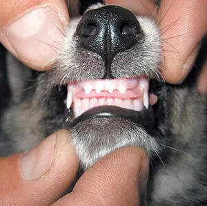 Cei bolnavi dinții de câine de tratament stomatologic la câini
