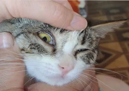 Mi jobb mosni a cica szeme, vagy a művelet tiszta szemét