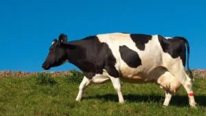 Черно-бяла порода крави