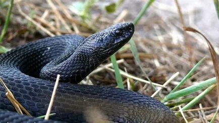 Mit kell tenni, és hogyan kell viselkedni, amikor megmarta egy vipera, segítség tur