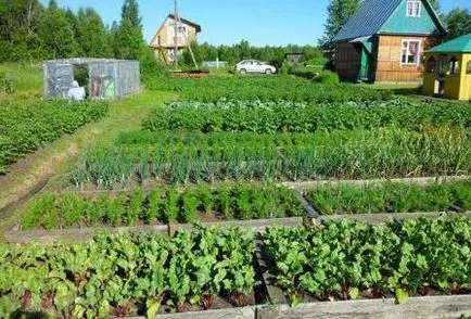 Mi a növény májusban nyílt terepen, feltételek és szabályok, domsadovnika