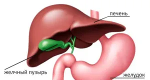Деформацията на жлъчния мехур - Какво е това симптоми и лечение