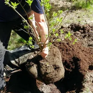 Декоративни храсти Хвойнов дрозд ryabinolistny снимка и описание на сортовете, засаждане, грижи и размножаване