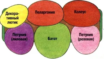 Compoziții colorate debarcărilor de circuit balcon flori