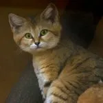 Бляскави подстригване котки - снимка