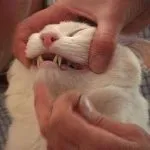 Бляскави подстригване котки - снимка