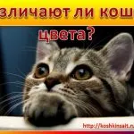 Бляскави подстригване котки - снимка