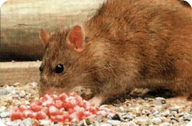 Fertőtlenítés és eltávolítását hullamerevség szag, méreg, megsemmisítés után (csali, kiválasztás) rágcsálók patkányok
