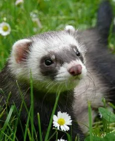 A görények Ferret