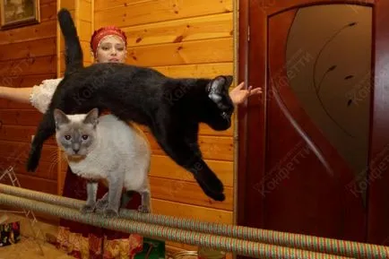Képzett macskák nyaralás 2015 Moszkvában
