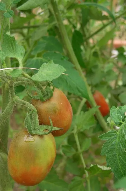 Az érlelés paradicsom otthon, mint egy módja annak, hogy megőrizzük az aratás