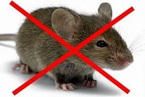 dacă mouse-ul și să mănânce spumă penoplex - cum de a proteja casa