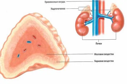 Sistemul endocrin și eșecul hormonale