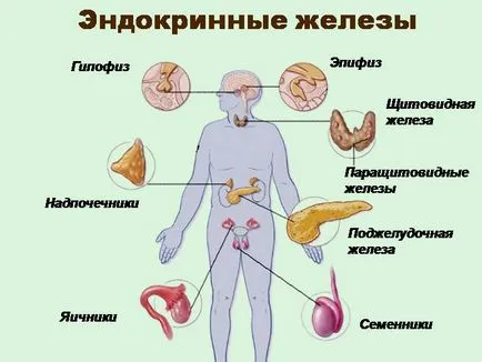 Ендокринната система и хормонално неуспеха