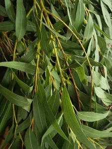 Eucalyptus során alkalmazó módszerek sinusitis