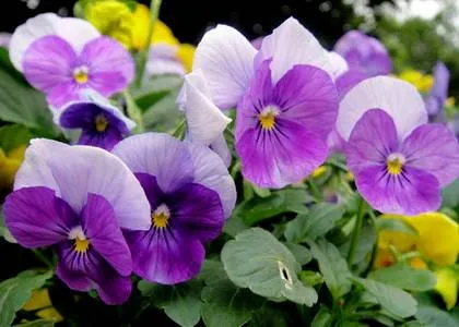 Violetele pe pervaz, viola, pansy - propagarea de semințe, specii și varietăți