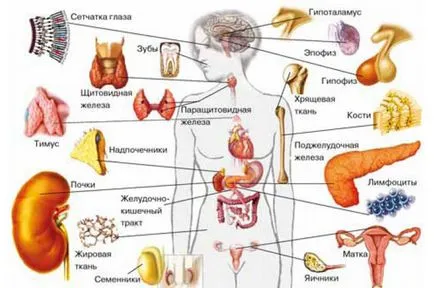 Az endokrin rendszer és a hormonális hiba