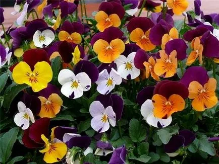 Violetele pe pervaz, viola, pansy - propagarea de semințe, specii și varietăți
