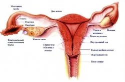 hipertonicitás a méh a terhesség alatt - okok, diagnózis és kezelés