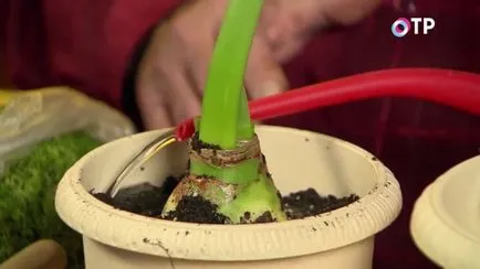 Hippeastrum - transplant si tratamentul bulbilor cariate