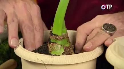 Hippeastrum - transplant si tratamentul bulbilor cariate