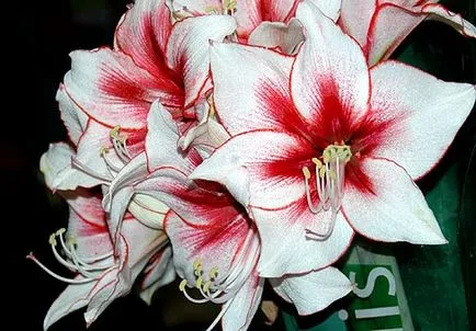 Hippeastrum - boli comune și tratamentul acestora