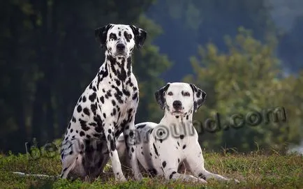 Beagle kutyák és a típus (45 fotó)