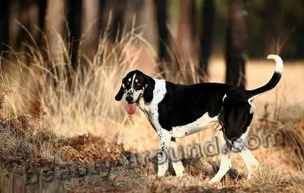 câini Beagle și tipurile lor (45 poze)