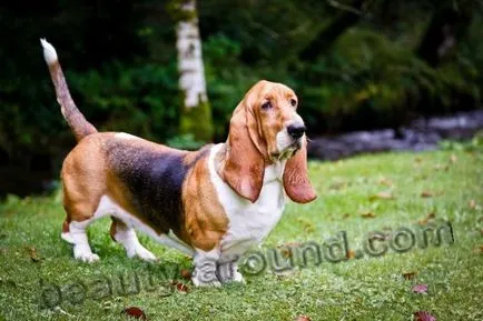 câini Beagle și tipurile lor (45 poze)