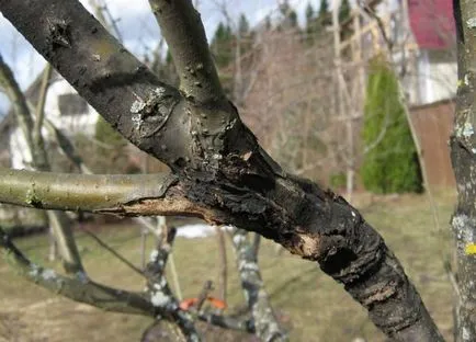 Круша защо са черно, падне, пляскане, гниене на плодовете, или плод без цъфтежа, лечение,