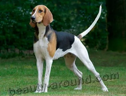 câini Beagle și tipurile lor (45 poze)